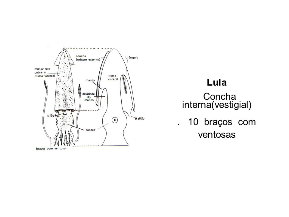 Concha interna(vestigial)