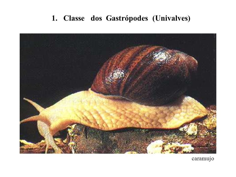 1. Classe dos Gastrópodes (Univalves)