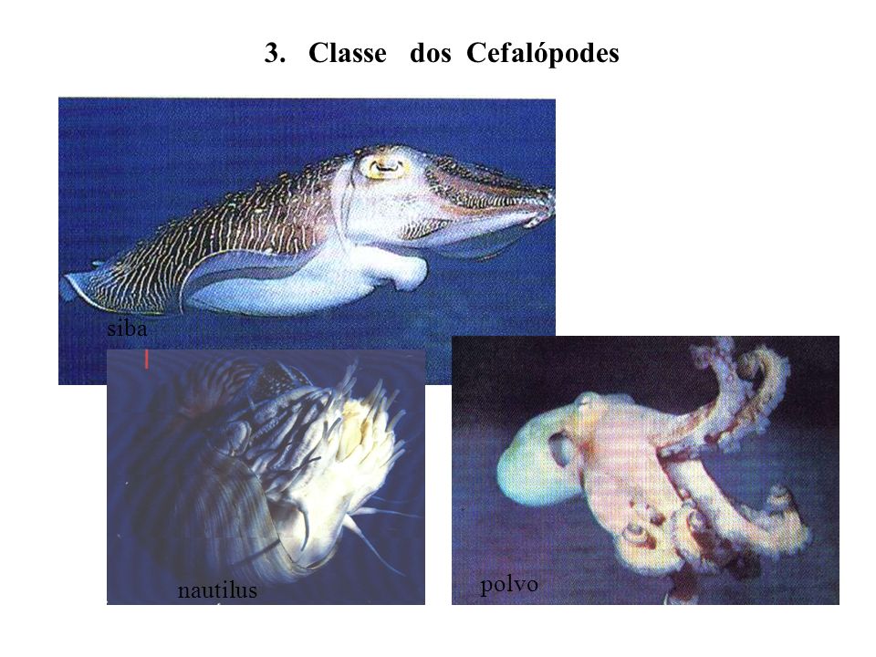 3. Classe dos Cefalópodes