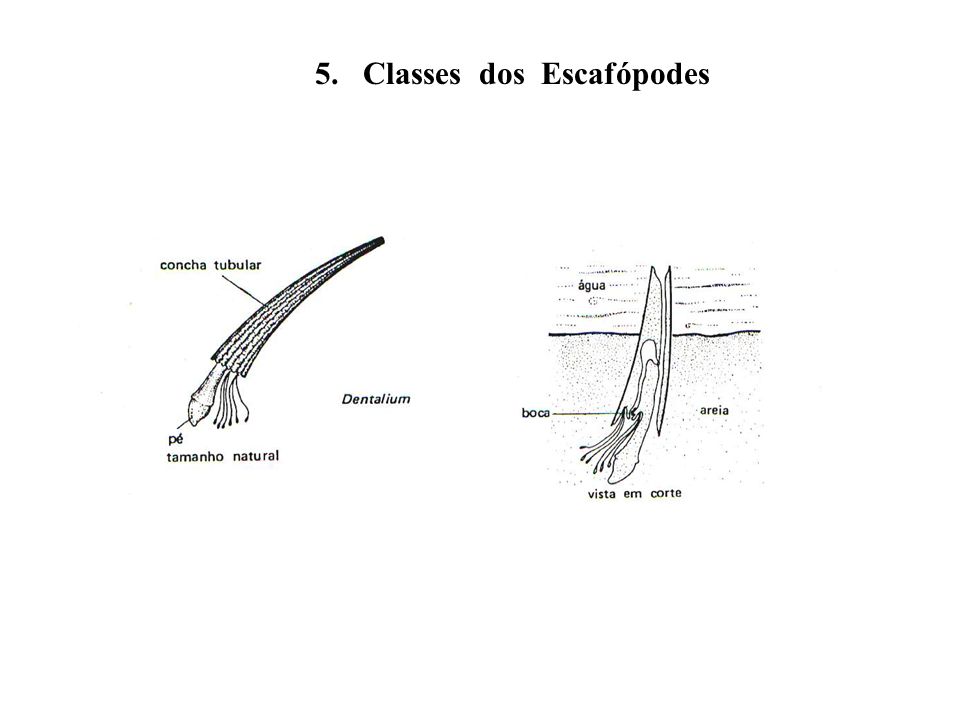 5. Classes dos Escafópodes