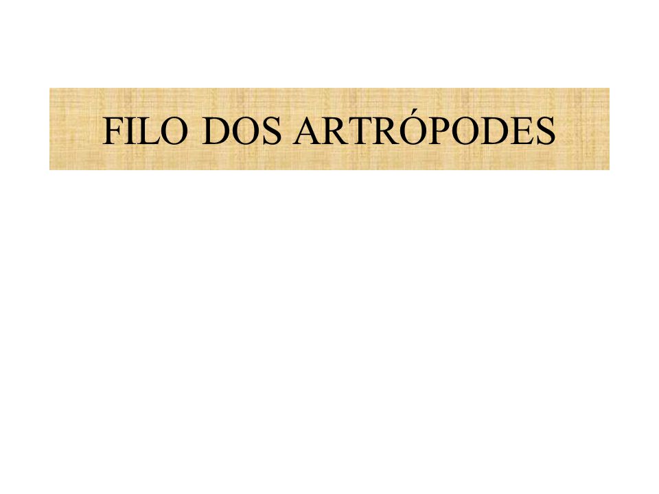 FILO DOS ARTRÓPODES