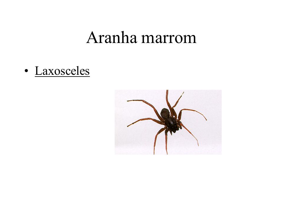 Aranha marrom Laxosceles