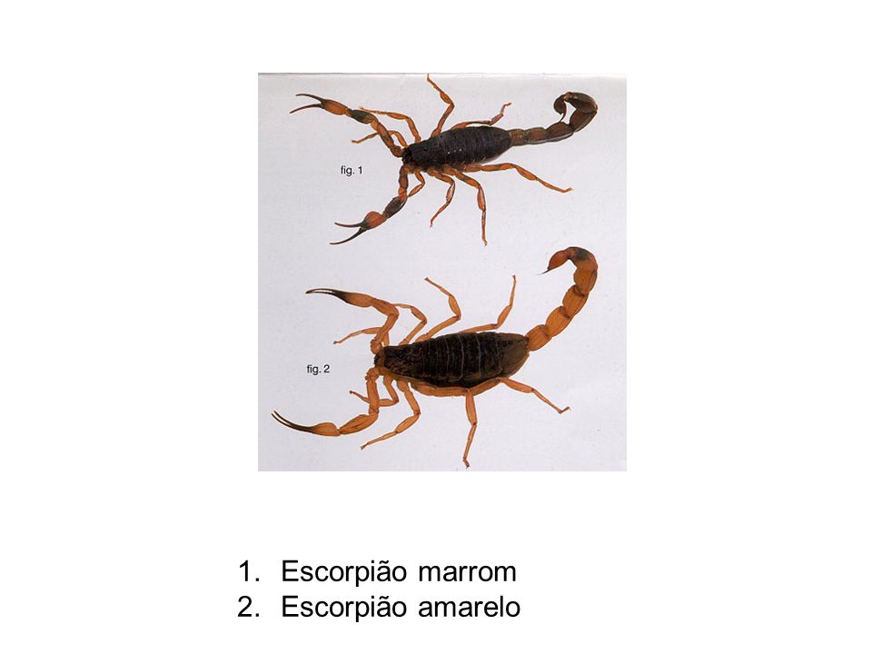 Escorpião marrom Escorpião amarelo