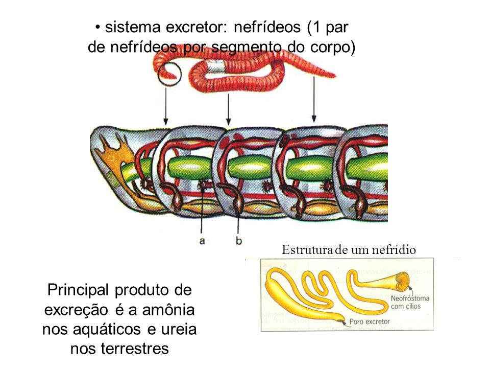 sistema excretor: nefrídeos (1 par de nefrídeos por segmento do corpo)
