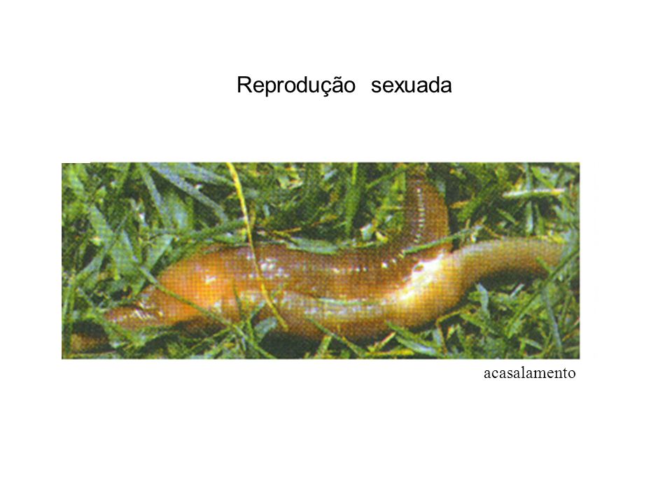 Reprodução sexuada acasalamento