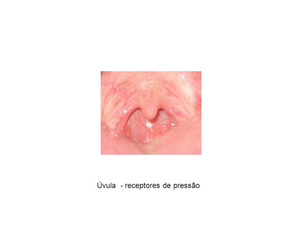 Úvula - receptores de pressão