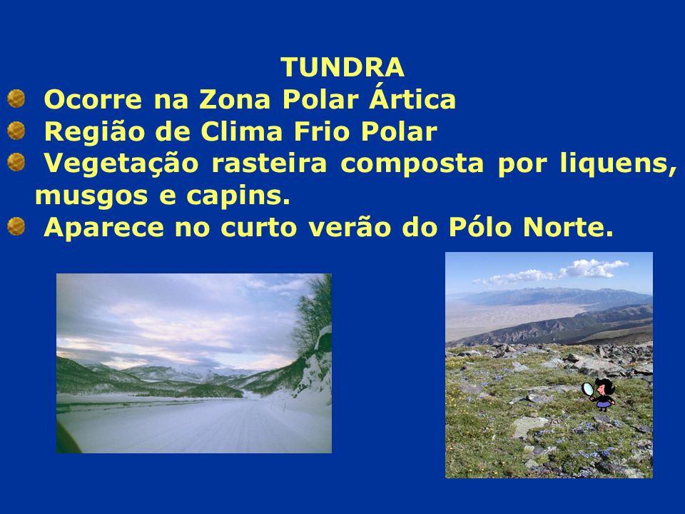 TUNDRA Ocorre na Zona Polar Ártica. Região de Clima Frio Polar. Vegetação rasteira composta por liquens, musgos e capins.