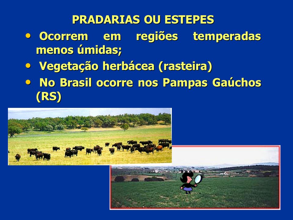 PRADARIAS OU ESTEPES Ocorrem em regiões temperadas menos úmidas; Vegetação herbácea (rasteira) No Brasil ocorre nos Pampas Gaúchos (RS)