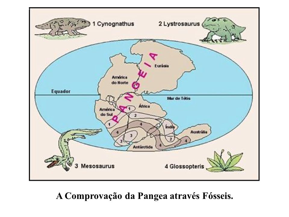 A Comprovação da Pangea através Fósseis.