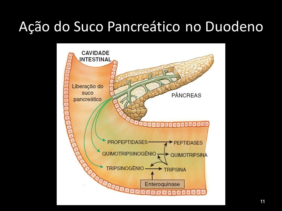 Ação do Suco Pancreático no Duodeno