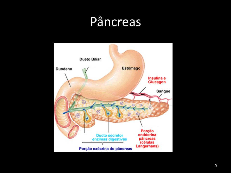 Pâncreas