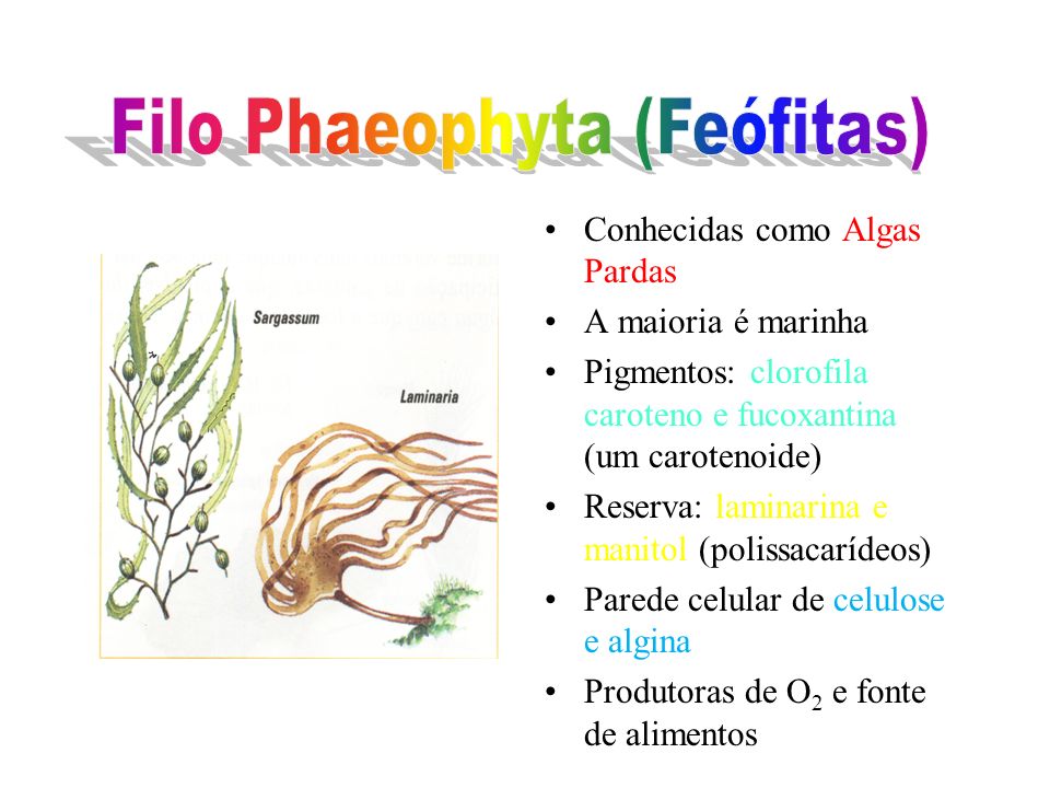 Filo Phaeophyta (Feófitas)