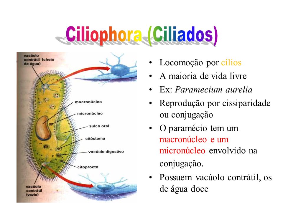 Ciliophora (Ciliados)
