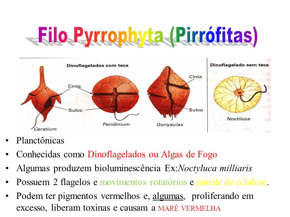 Filo Pyrrophyta (Pirrófitas)
