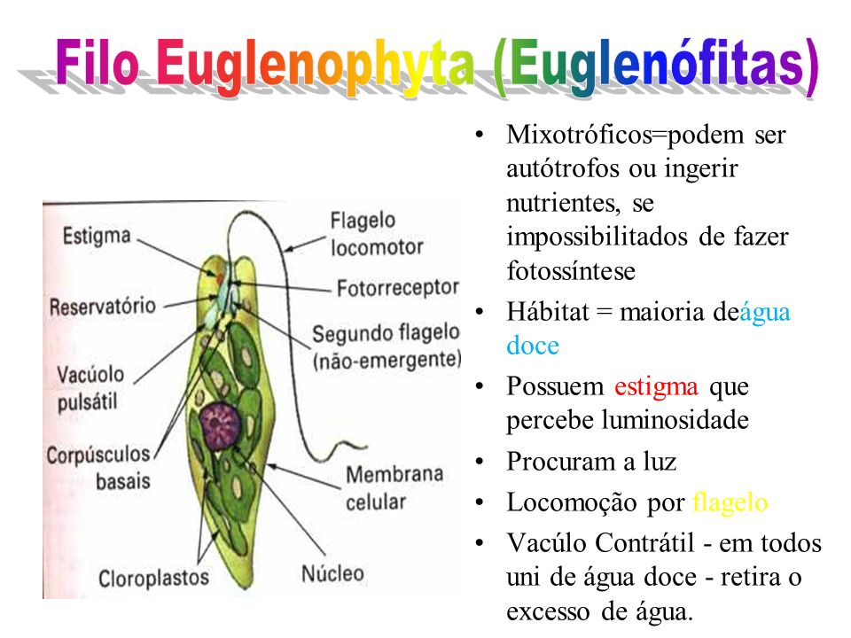 Filo Euglenophyta (Euglenófitas)