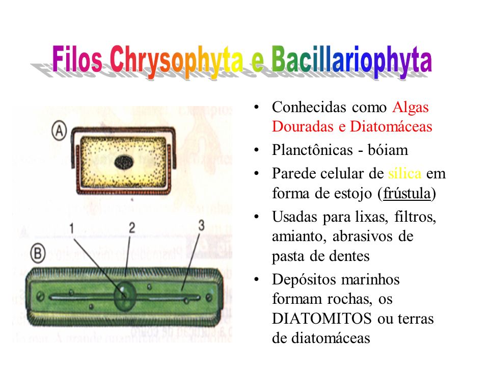 Filos Chrysophyta e Bacillariophyta