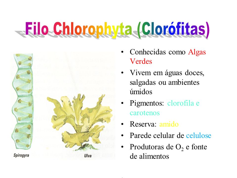 Filo Chlorophyta (Clorófitas)