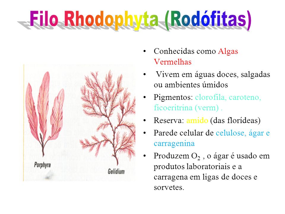 Filo Rhodophyta (Rodófitas)