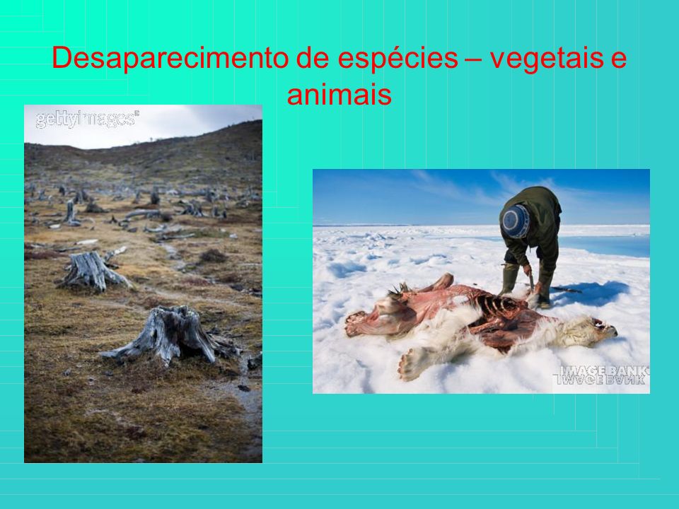 Desaparecimento de espécies – vegetais e animais