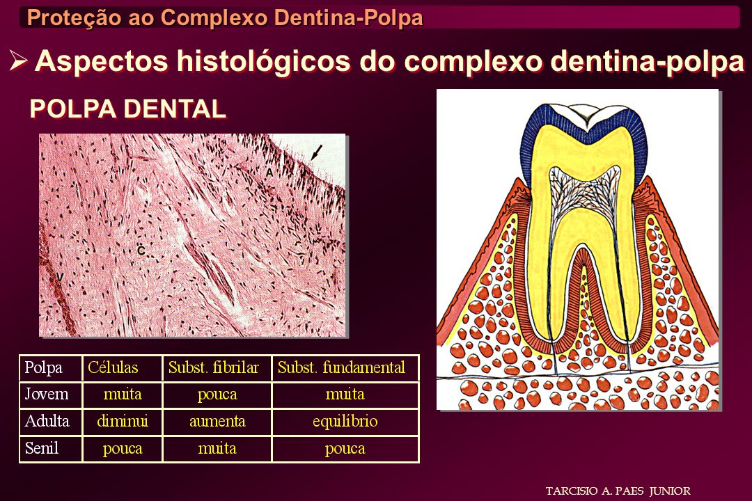 Aspectos histológicos do complexo dentina-polpa