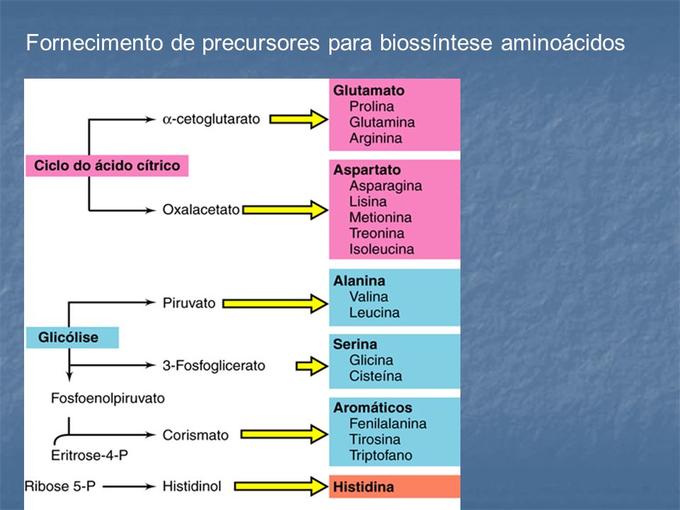 Fornecimento de precursores para biossíntese aminoácidos