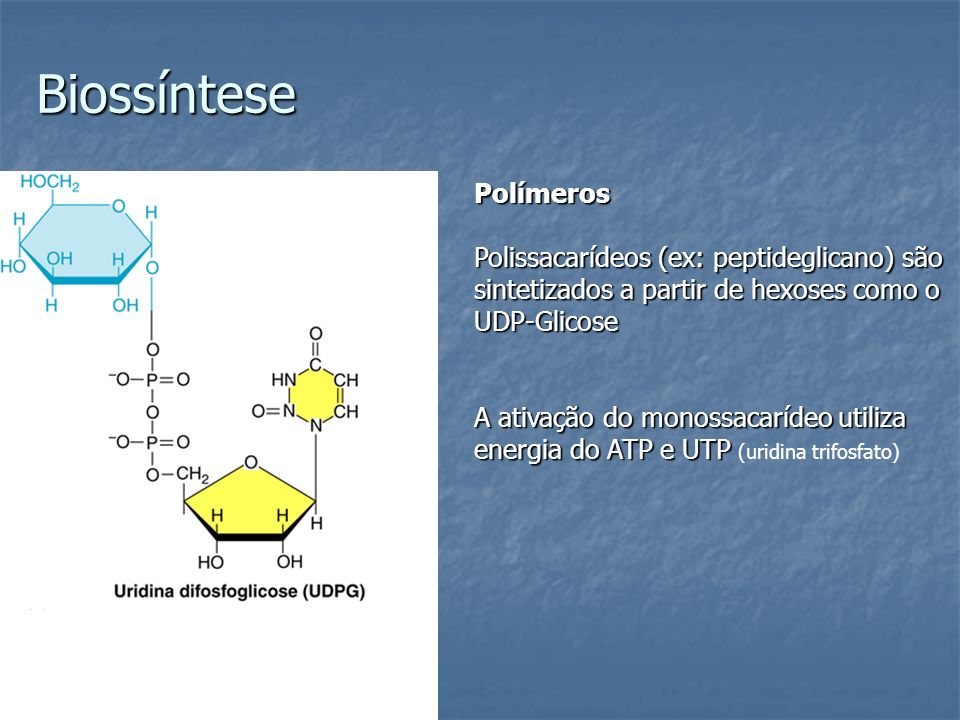 Biossíntese Polímeros