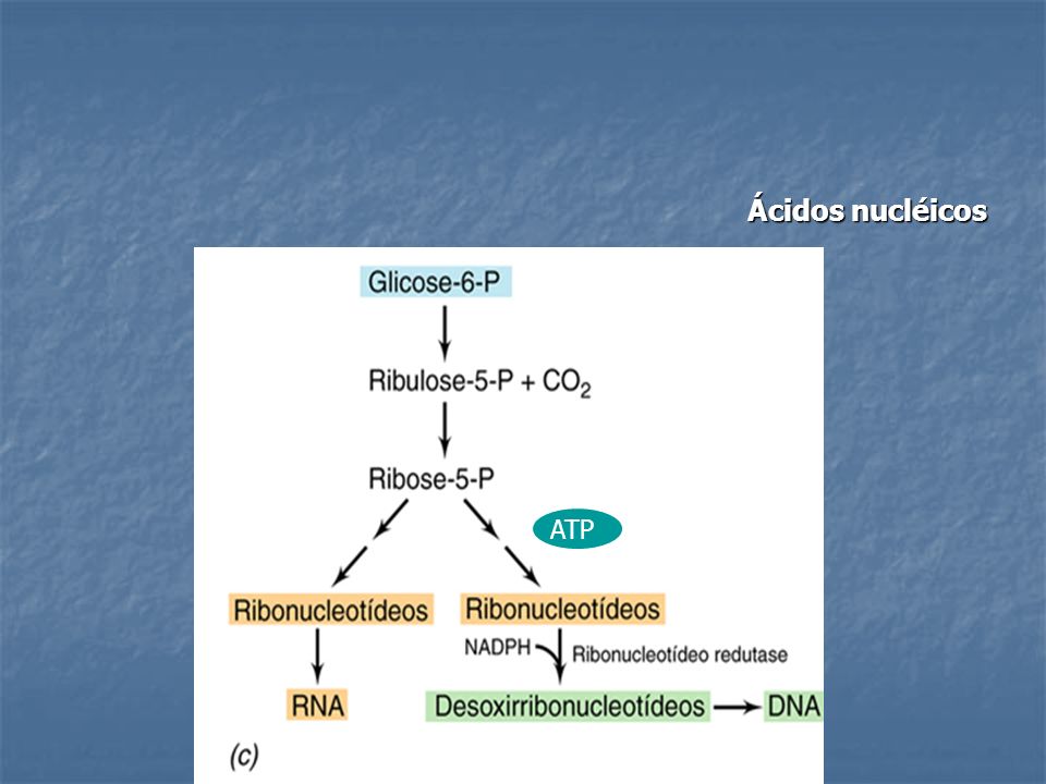 Ácidos nucléicos ATP
