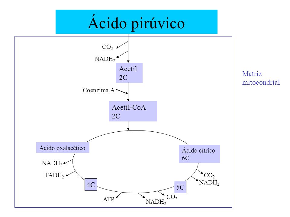 Ácido pirúvico Acetil 2C Matriz mitocondrial Acetil-CoA 2C 4C 5C CO2
