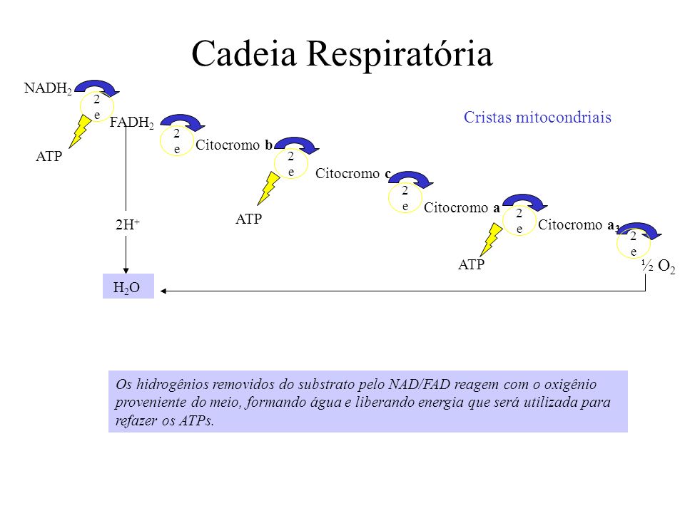 Cadeia Respiratória Cristas mitocondriais ½ O2 NADH2 FADH2 Citocromo b