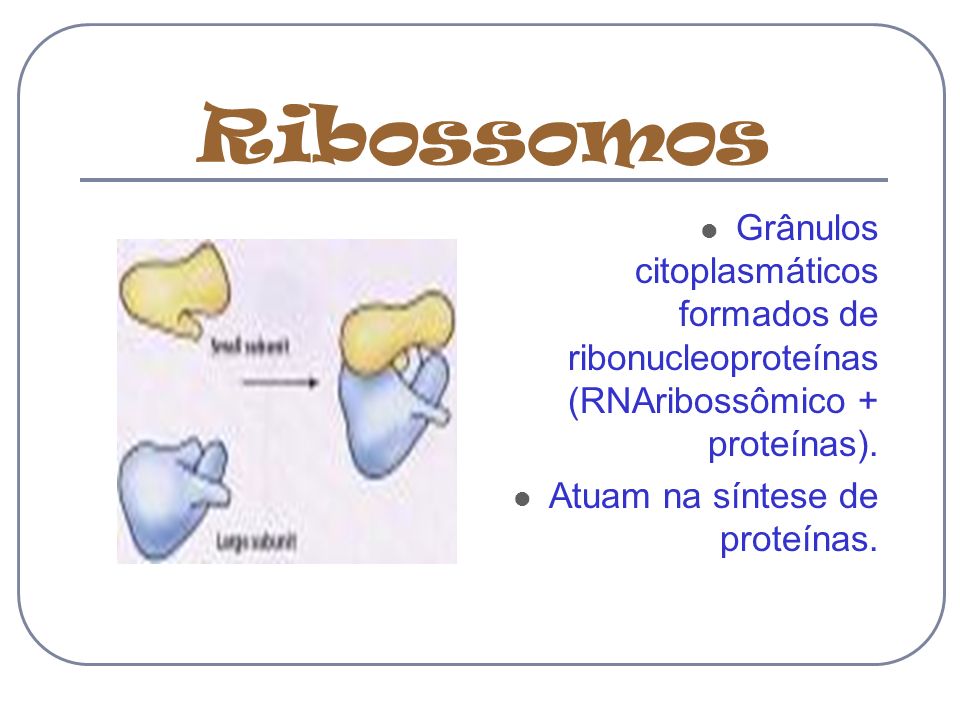 Ribossomos Grânulos citoplasmáticos formados de ribonucleoproteínas (RNAribossômico + proteínas).