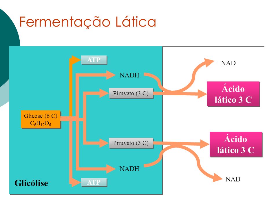 Fermentação Lática Ácido lático 3 C Glicólise NADH NAD ATP