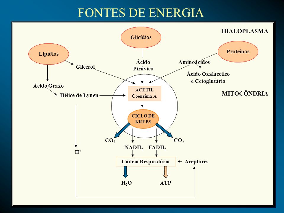 FONTES DE ENERGIA HIALOPLASMA MITOCÔNDRIA Glicídios Proteínas Lipídios
