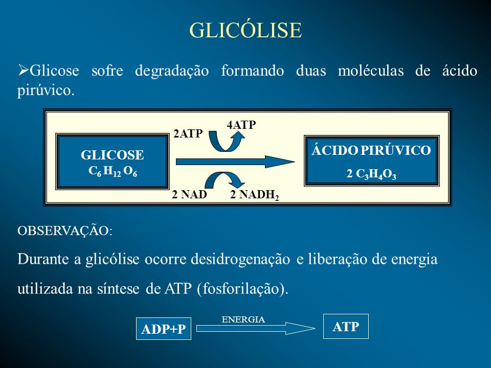 GLICÓLISE Glicose sofre degradação formando duas moléculas de ácido pirúvico. 4ATP. 2ATP. GLICOSE.