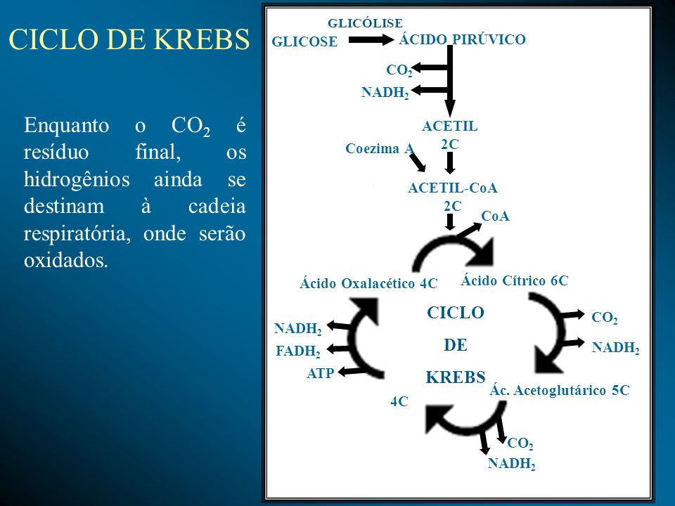 GLICÓLISE CICLO DE KREBS. GLICOSE. ÁCIDO PIRÚVICO. CO2. NADH2.