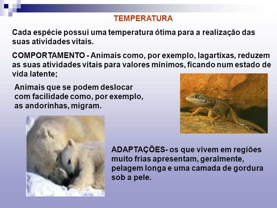 TEMPERATURA Cada espécie possui uma temperatura ótima para a realização das suas atividades vitais.