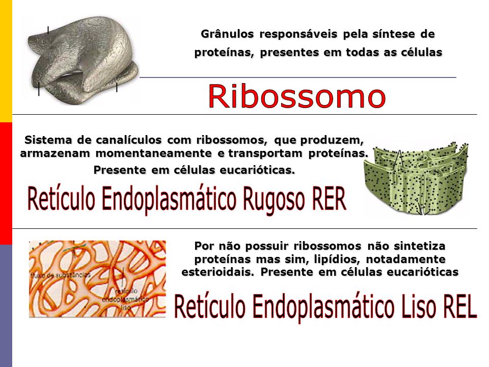 Retículo Endoplasmático Rugoso RER