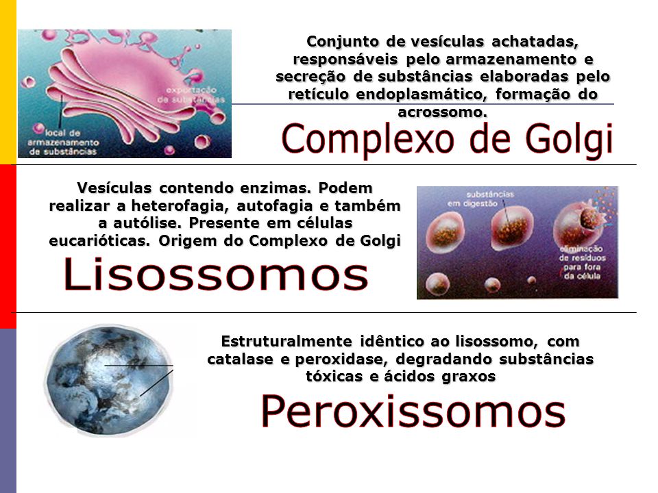Complexo de Golgi Lisossomos Peroxissomos