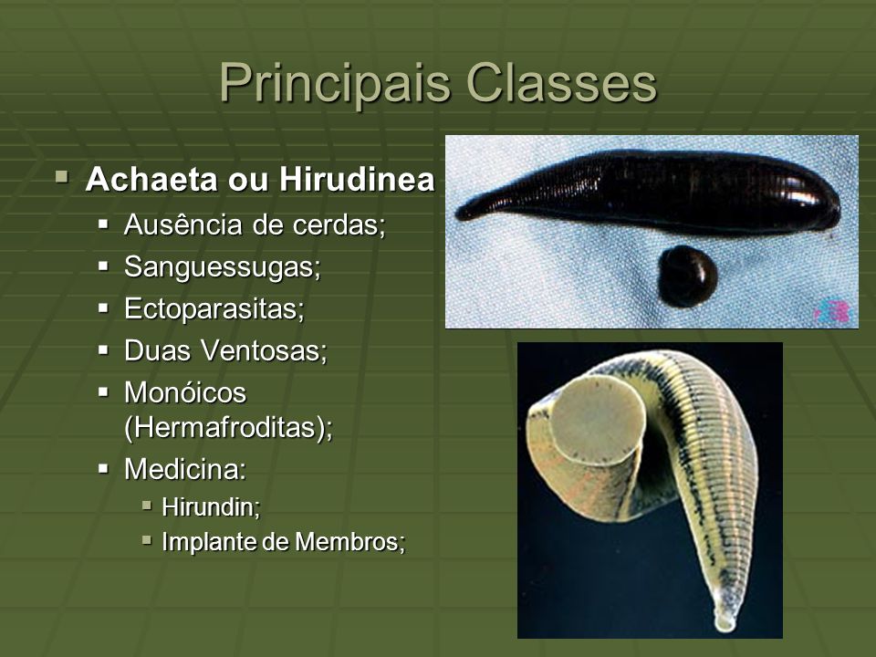 Principais Classes Achaeta ou Hirudinea Ausência de cerdas;