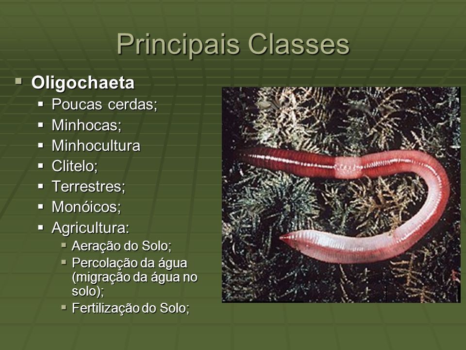 Principais Classes Oligochaeta Poucas cerdas; Minhocas; Minhocultura