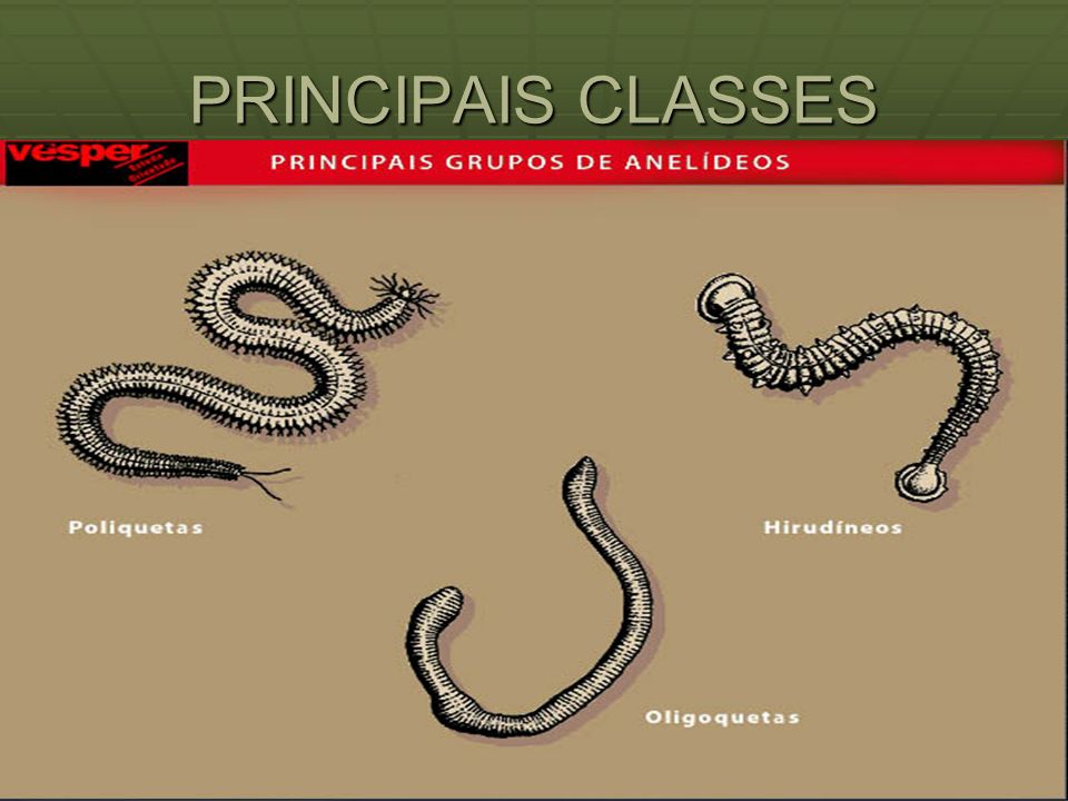 PRINCIPAIS CLASSES