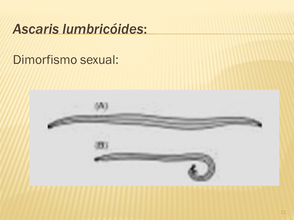Ascaris lumbricóides: