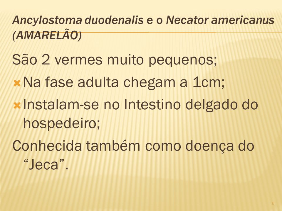 Ancylostoma duodenalis e o Necator americanus (AMARELÃO)