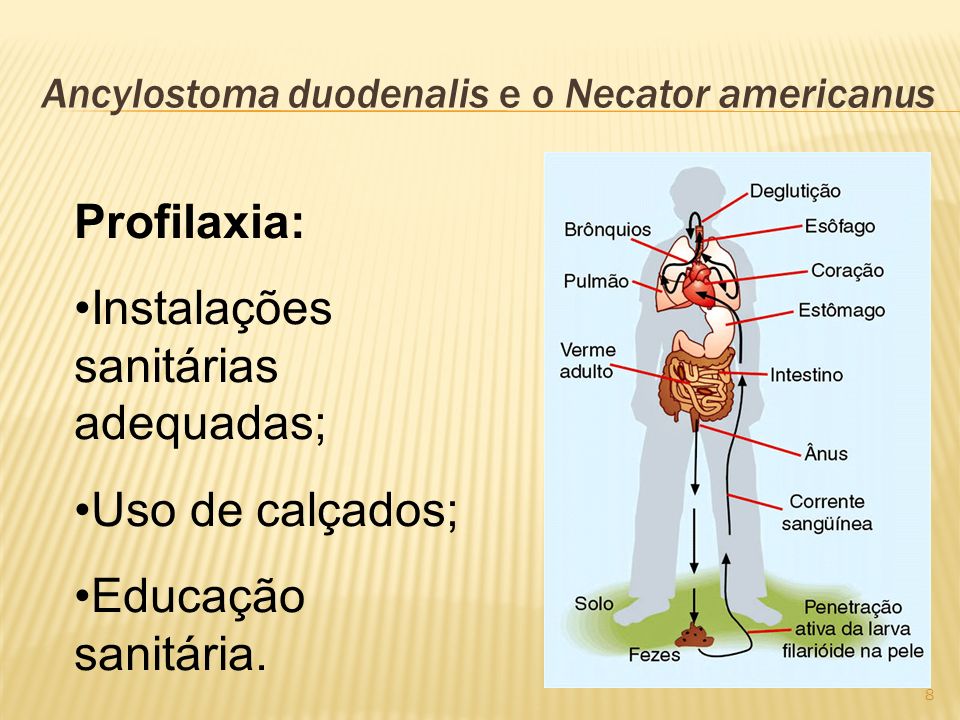 Ancylostoma duodenalis e o Necator americanus