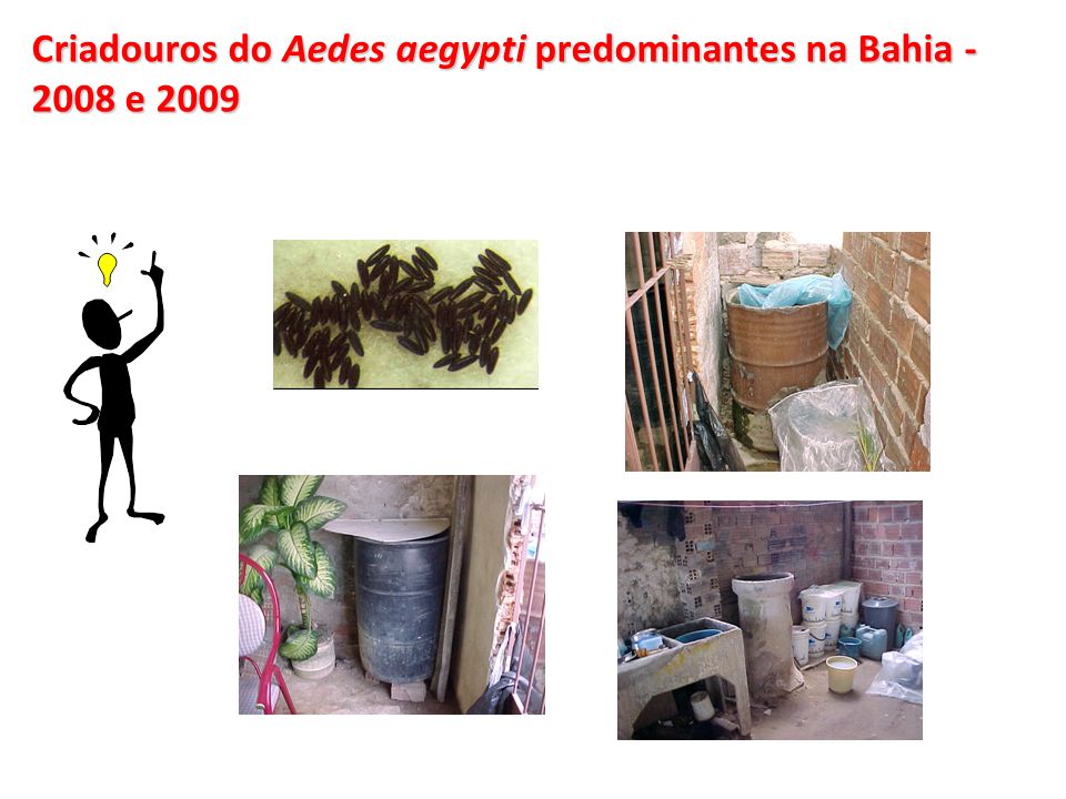 Criadouros do Aedes aegypti predominantes na Bahia e 2009
