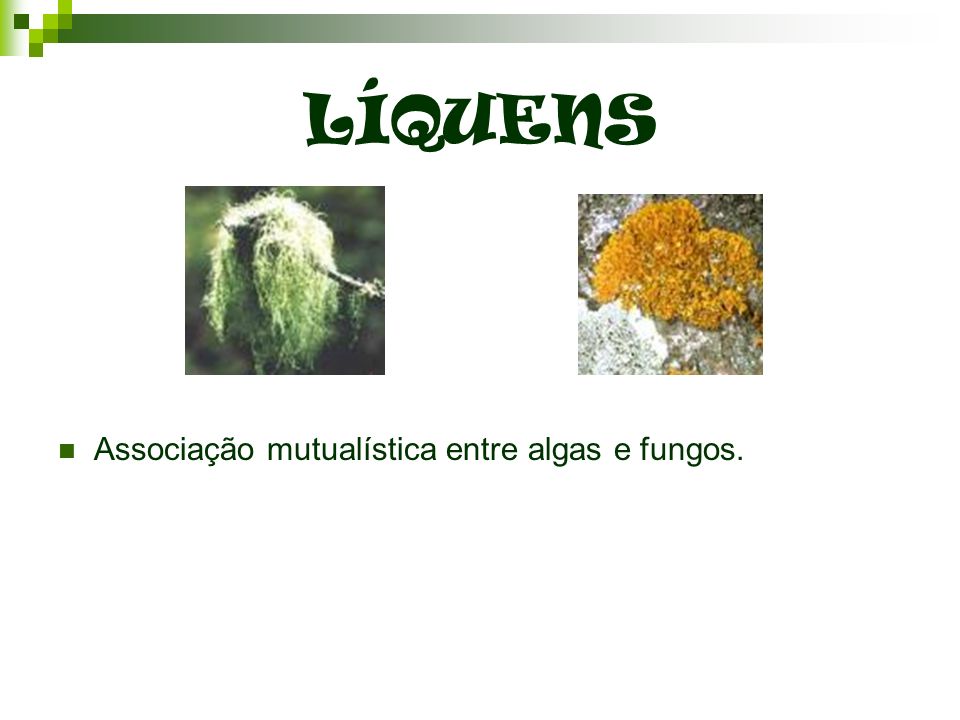 LÍQUENS Associação mutualística entre algas e fungos.
