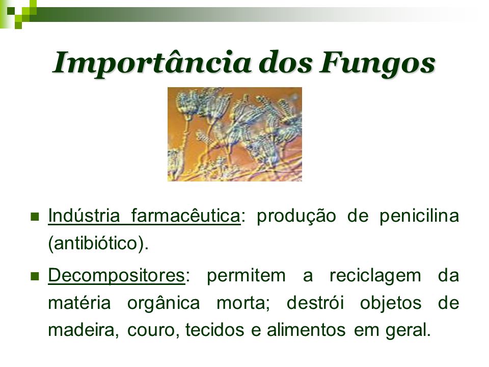 Importância dos Fungos