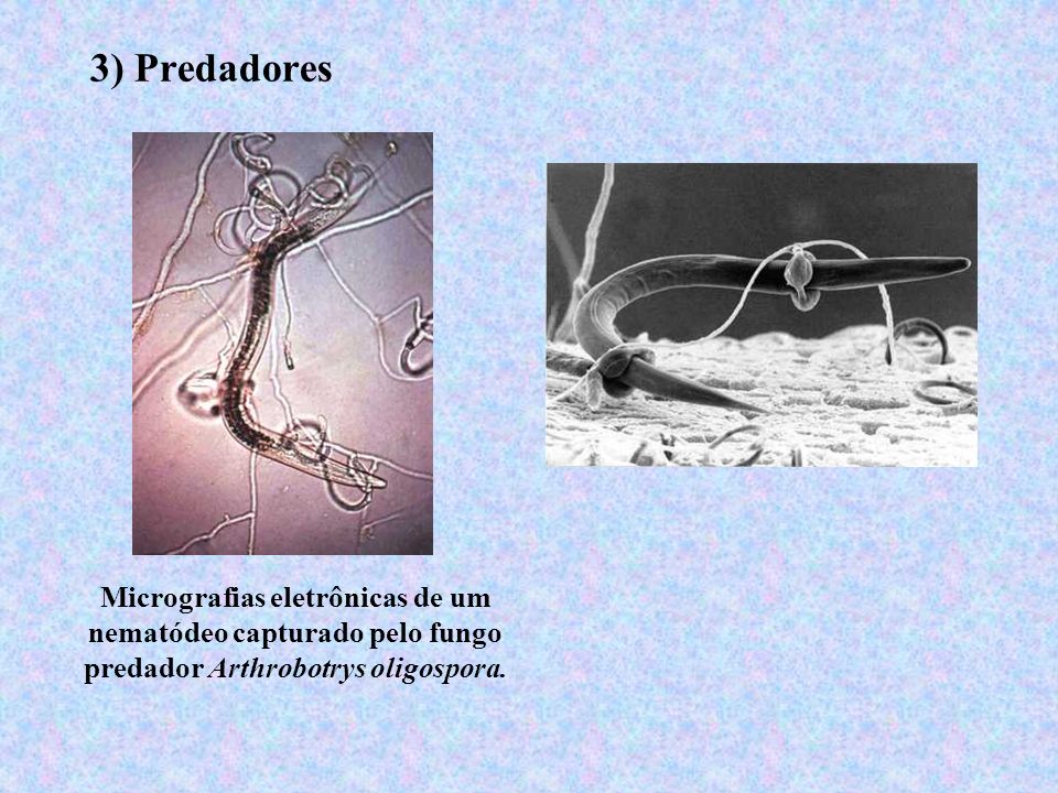 3) Predadores Micrografias eletrônicas de um nematódeo capturado pelo fungo predador Arthrobotrys oligospora.