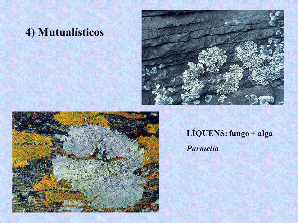 4) Mutualísticos LÍQUENS: fungo + alga Parmelia