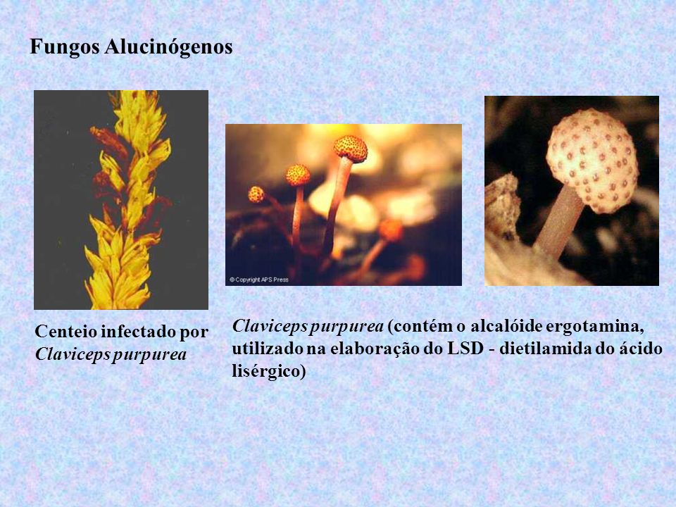 Fungos Alucinógenos Claviceps purpurea (contém o alcalóide ergotamina, utilizado na elaboração do LSD - dietilamida do ácido lisérgico)‏