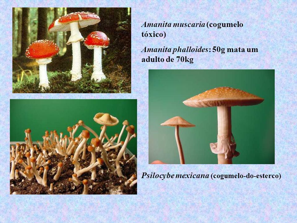 Amanita muscaria (cogumelo tóxico)‏